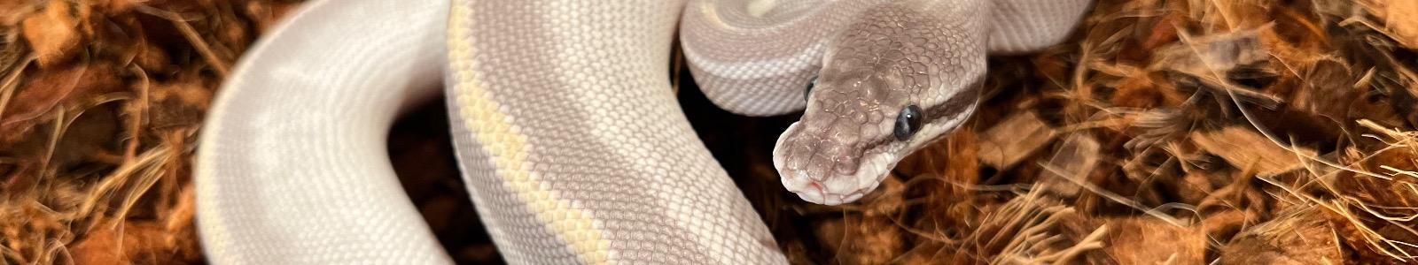 Snake Loop Reptiles cover
