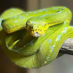 Southern Jewels Reptiles logo