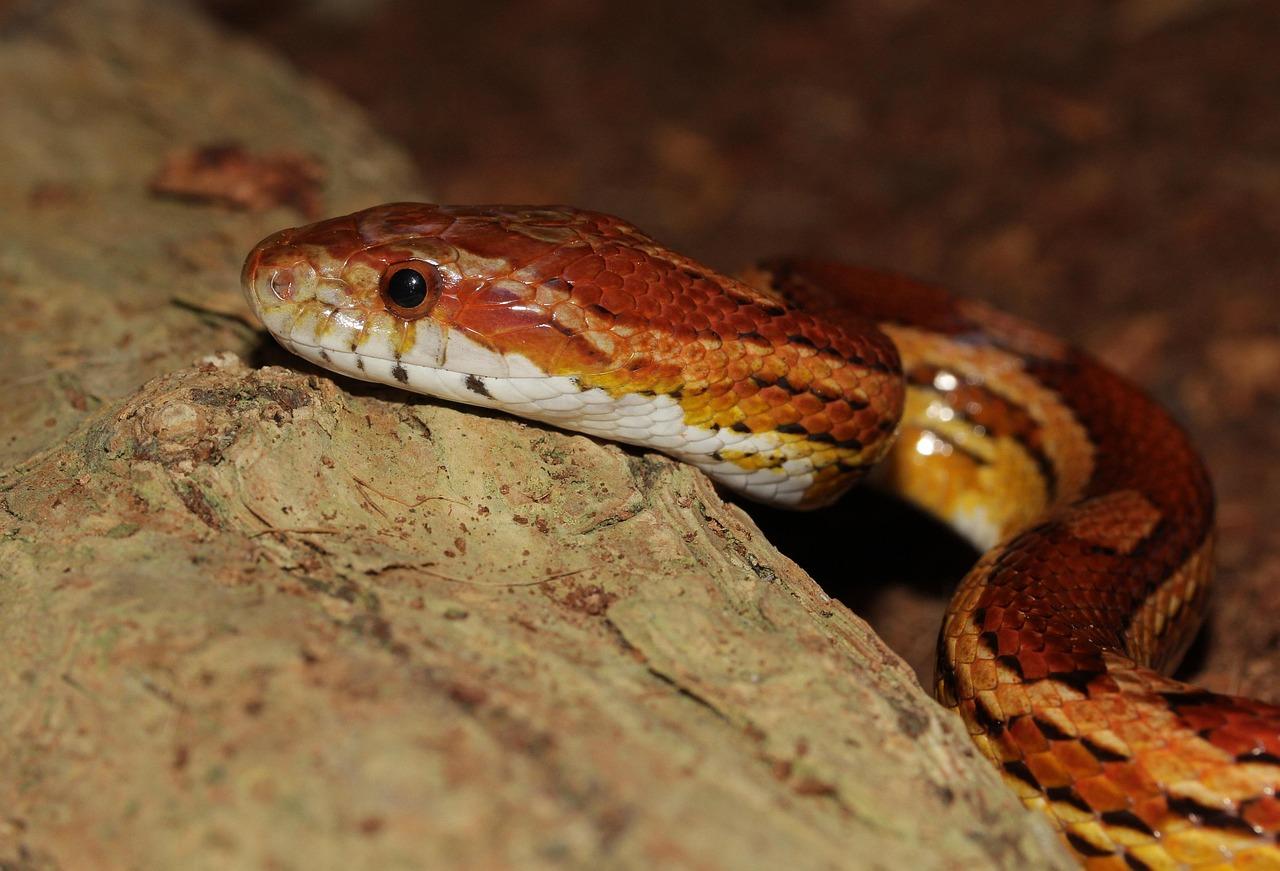 Corn Snake Care Guide