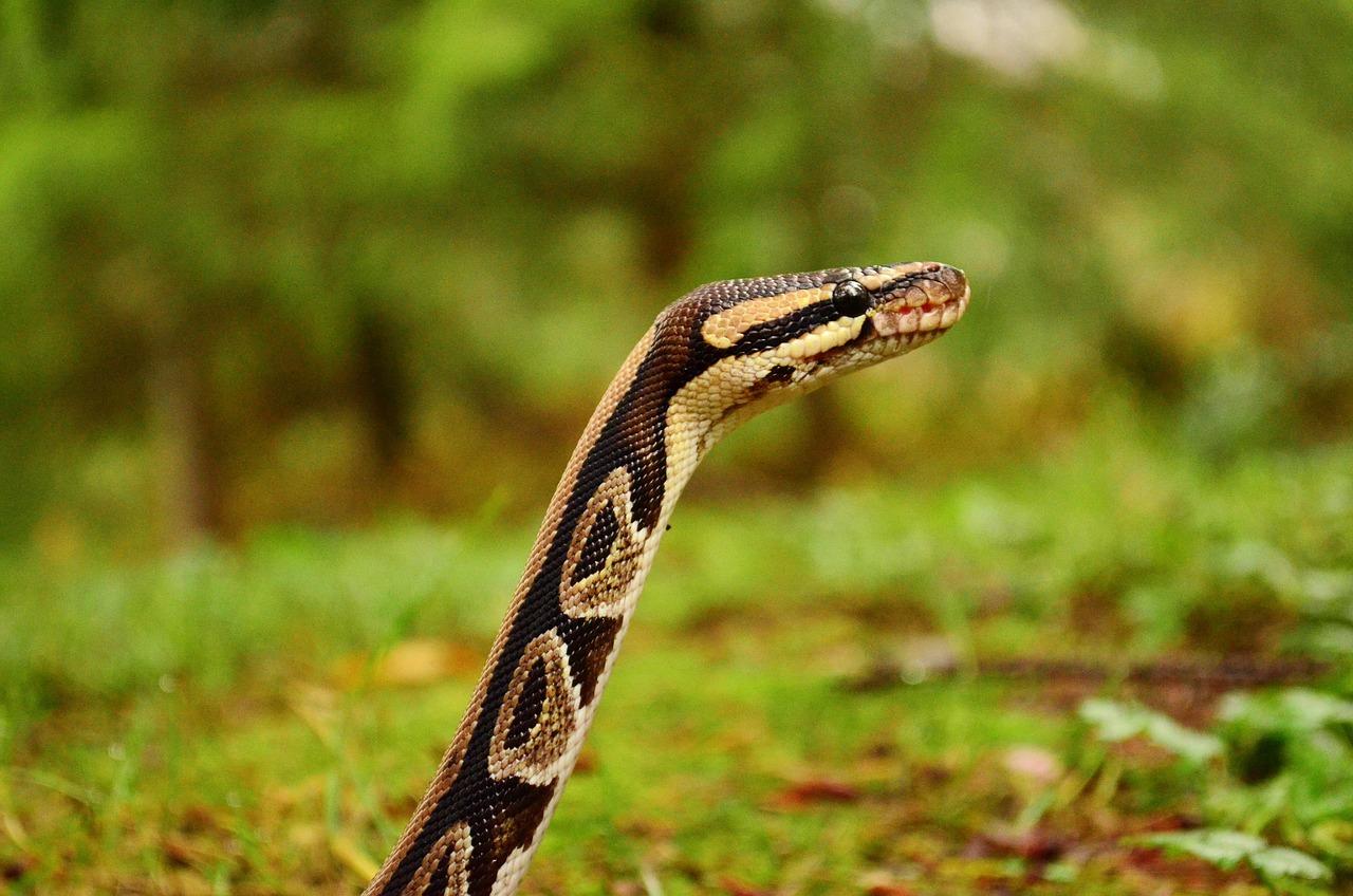 Ball Python Care Guide