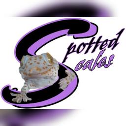 Spotted Scales: Tokay Geckos & More  logo