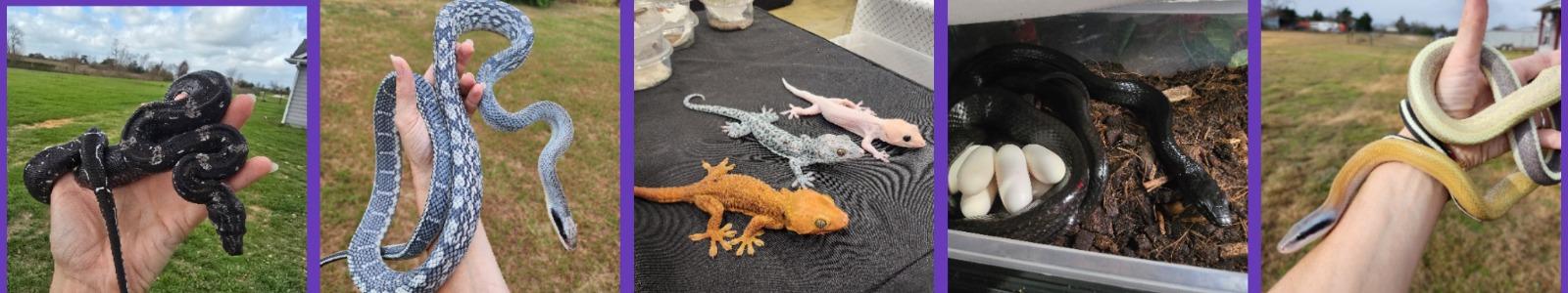 Spotted Scales: Tokay Geckos & More  cover