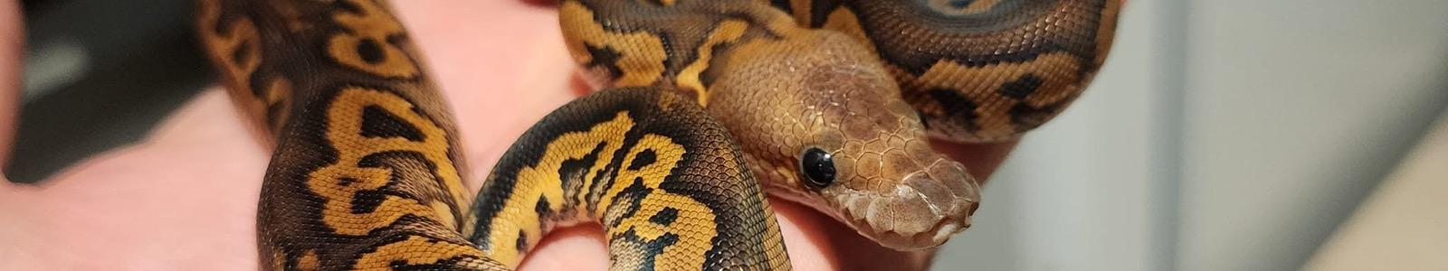Half-Ghoul Serpents cover