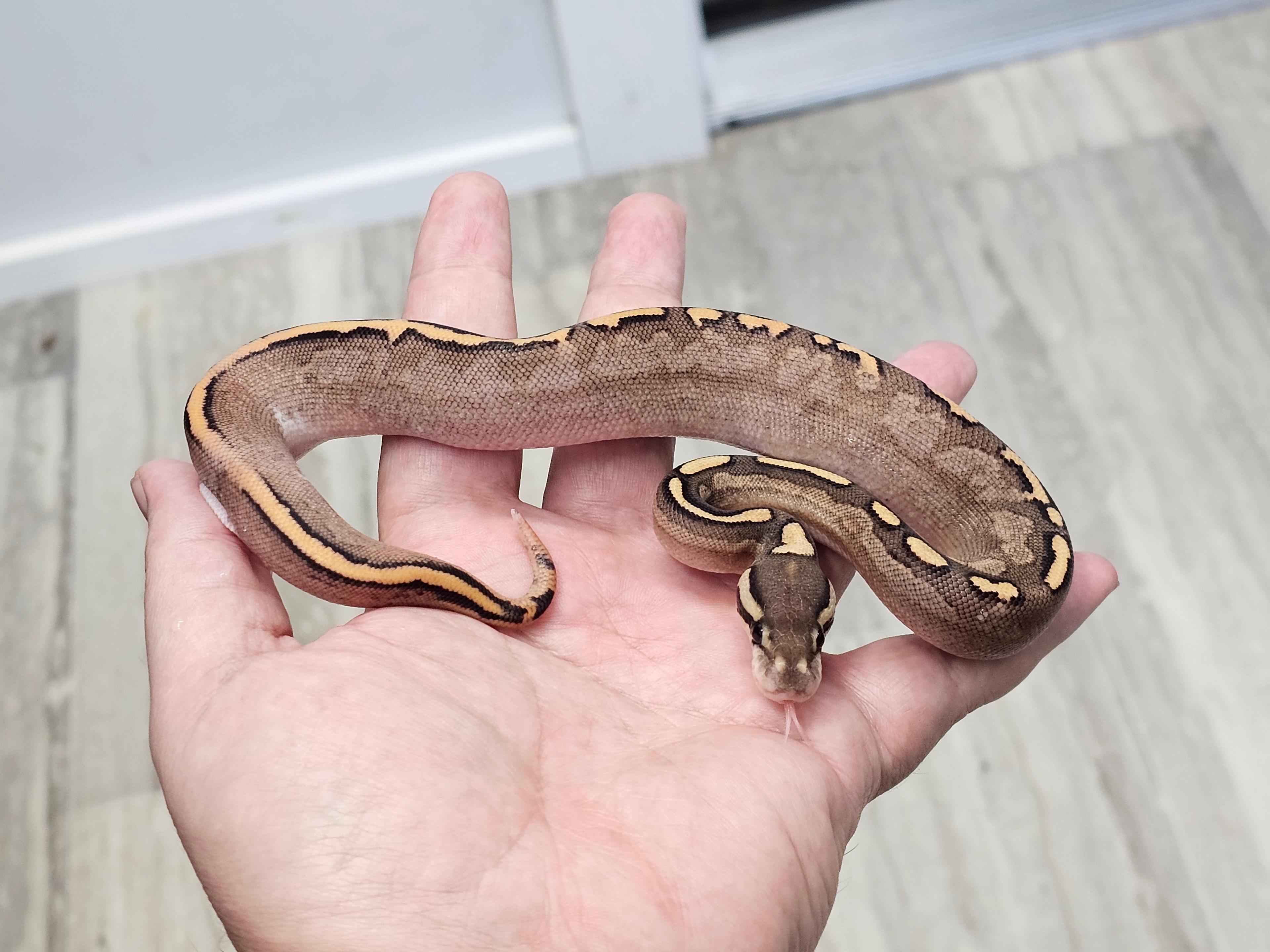 Stranger, Black Pastel, Orange Dream, Calico, Fire, Het Pied