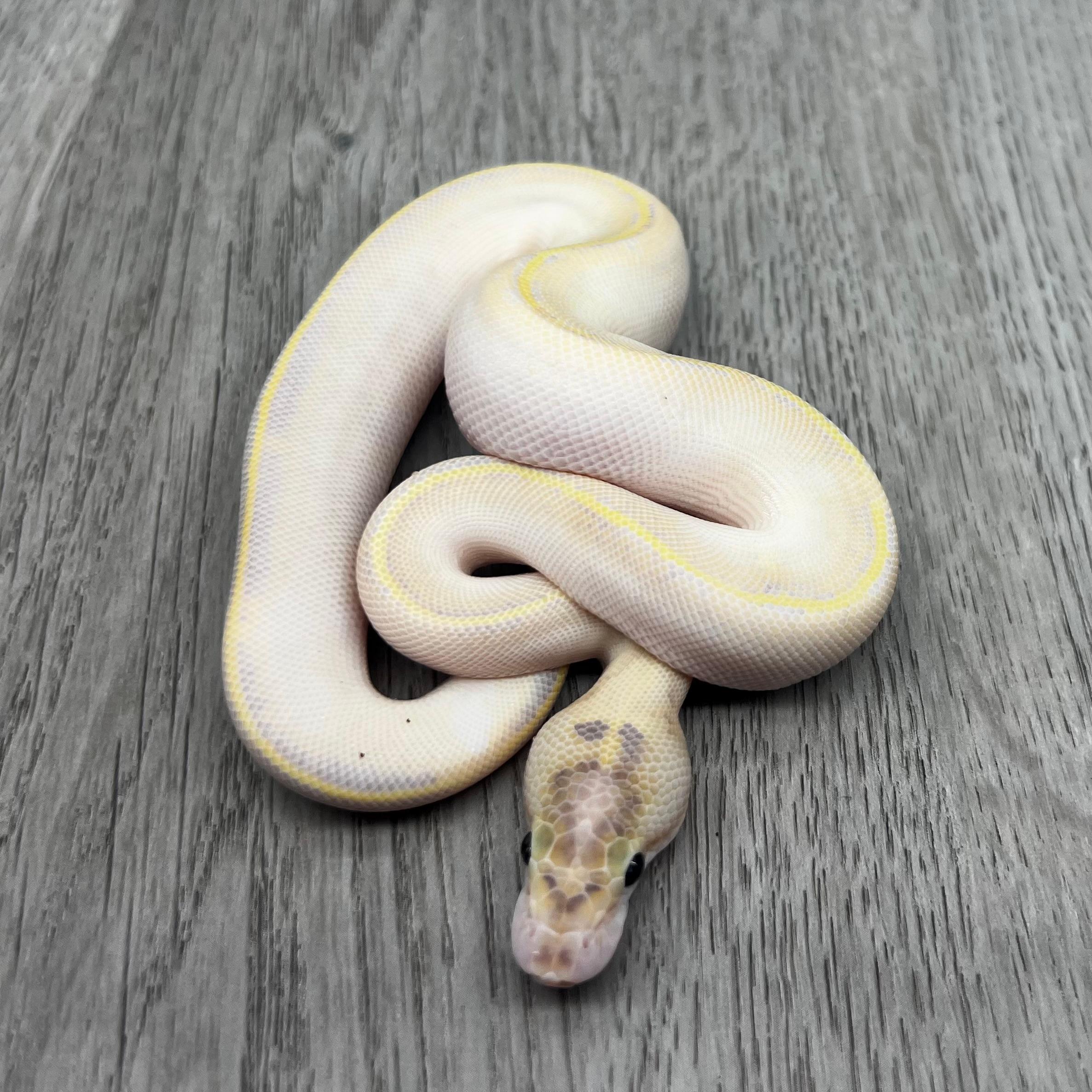 Ivory Clown het Pied