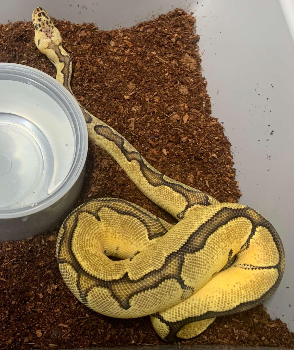 Pastel Clown