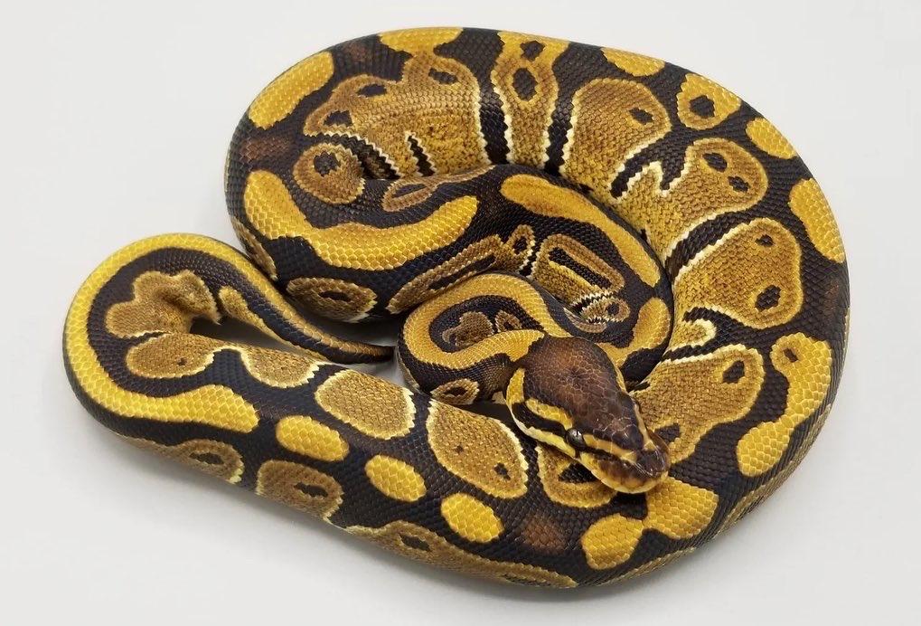 DH Ultramel Piebald