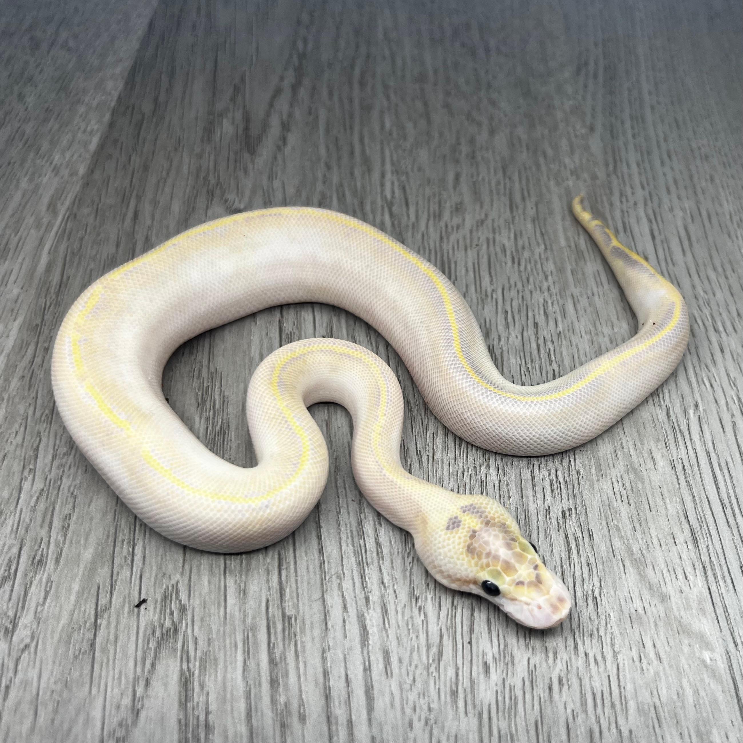 Ivory Clown het Pied