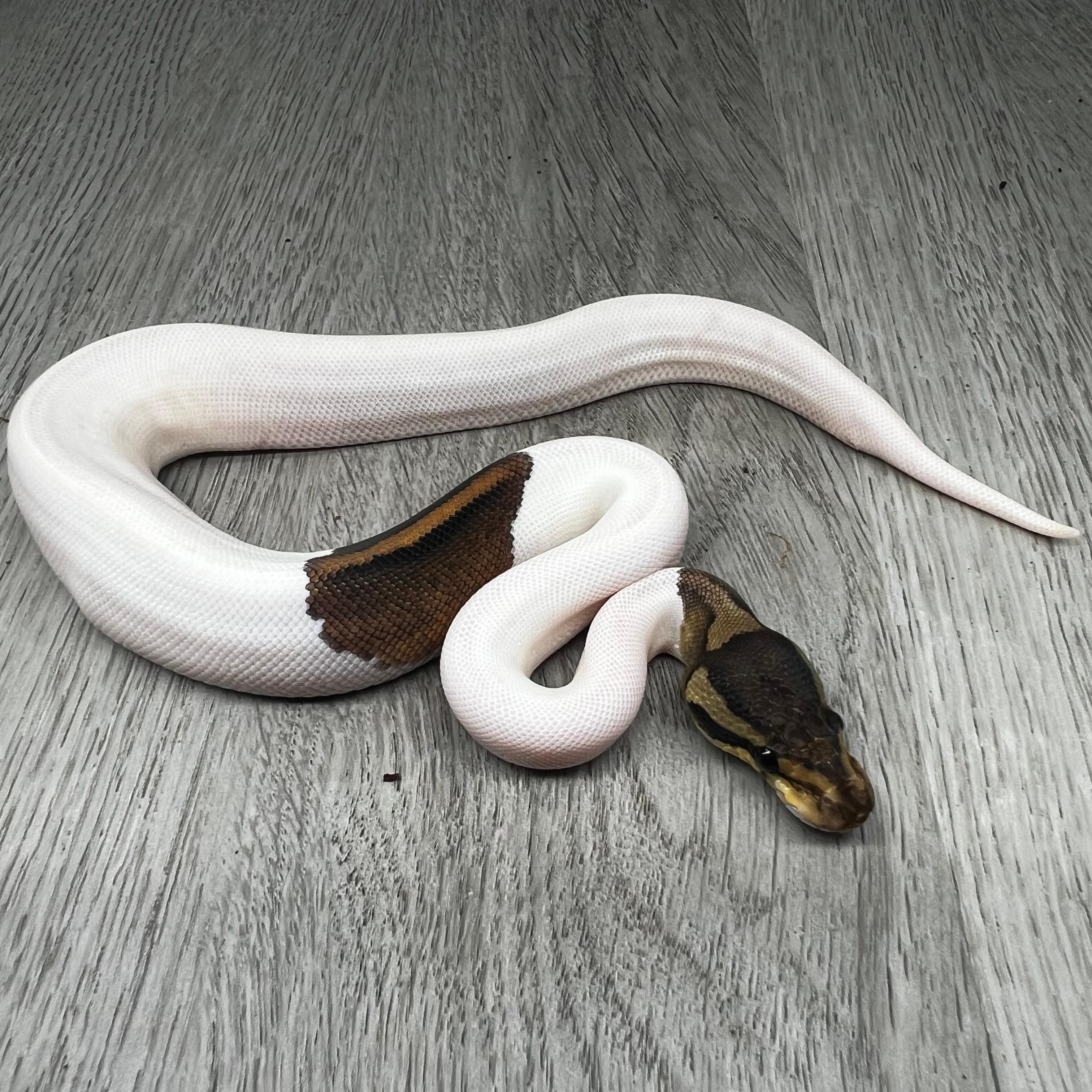 Black Pastel Pied het Clown pos YB