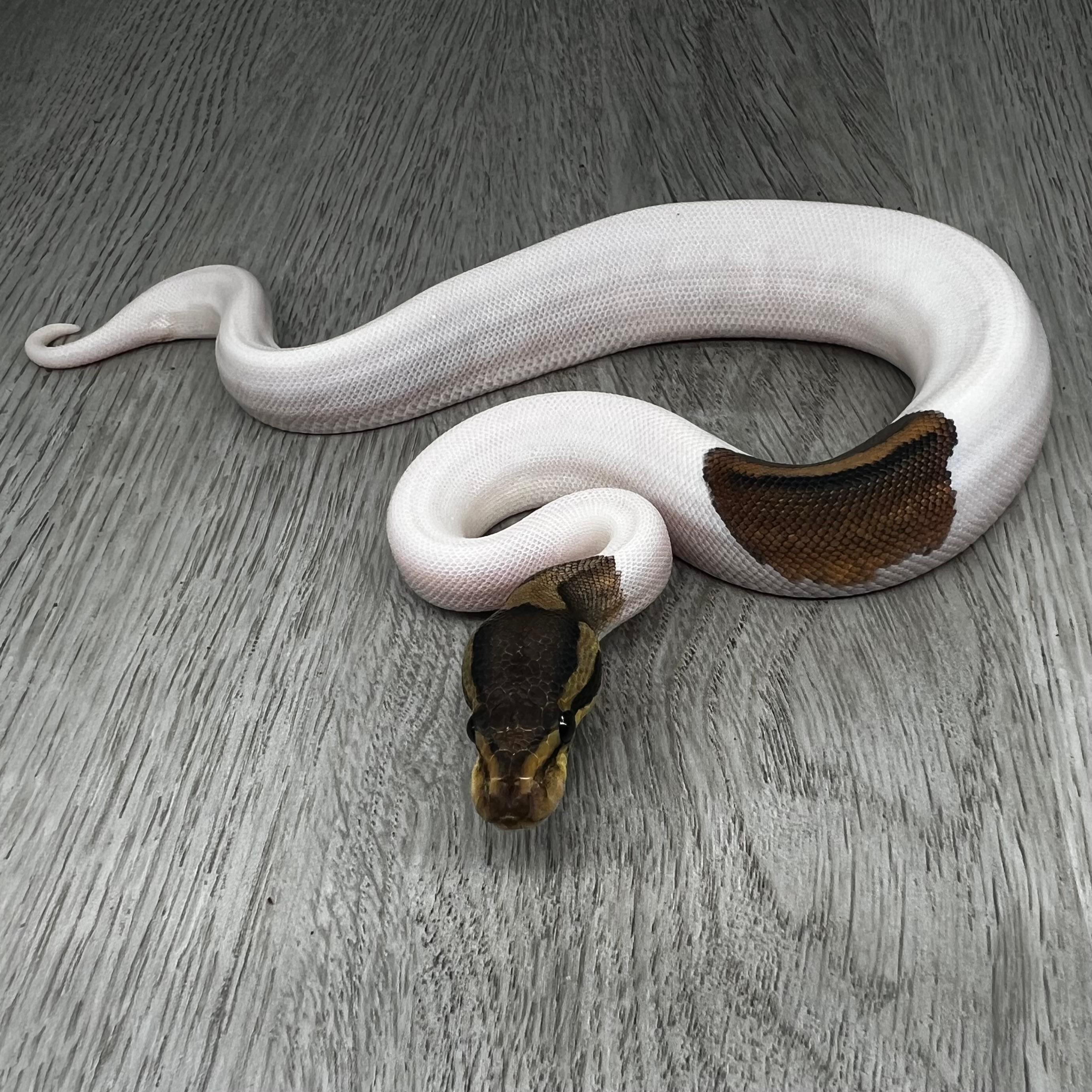 Black Pastel Pied het Clown pos YB