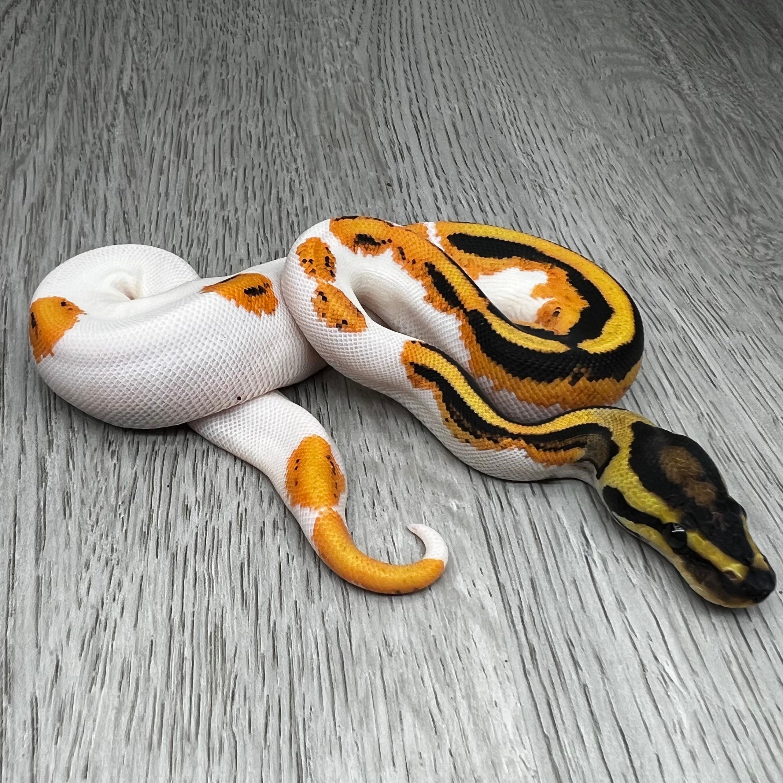 OD YB Pied het Clown