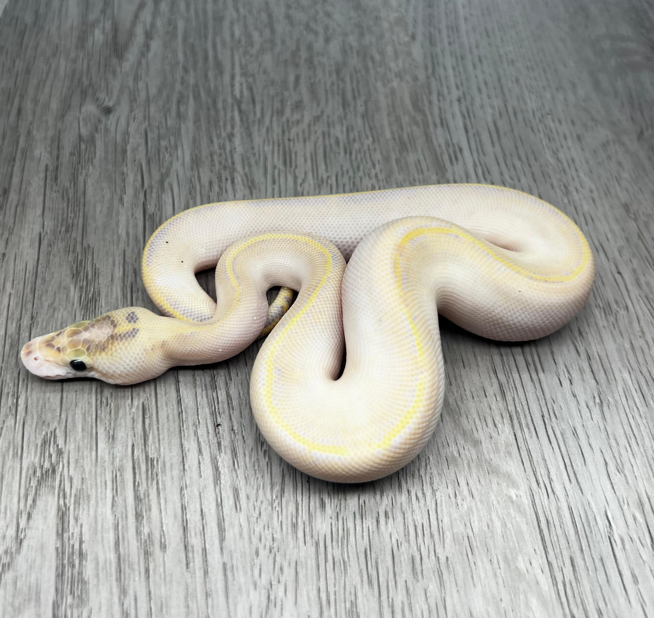 Ivory Clown het Pied