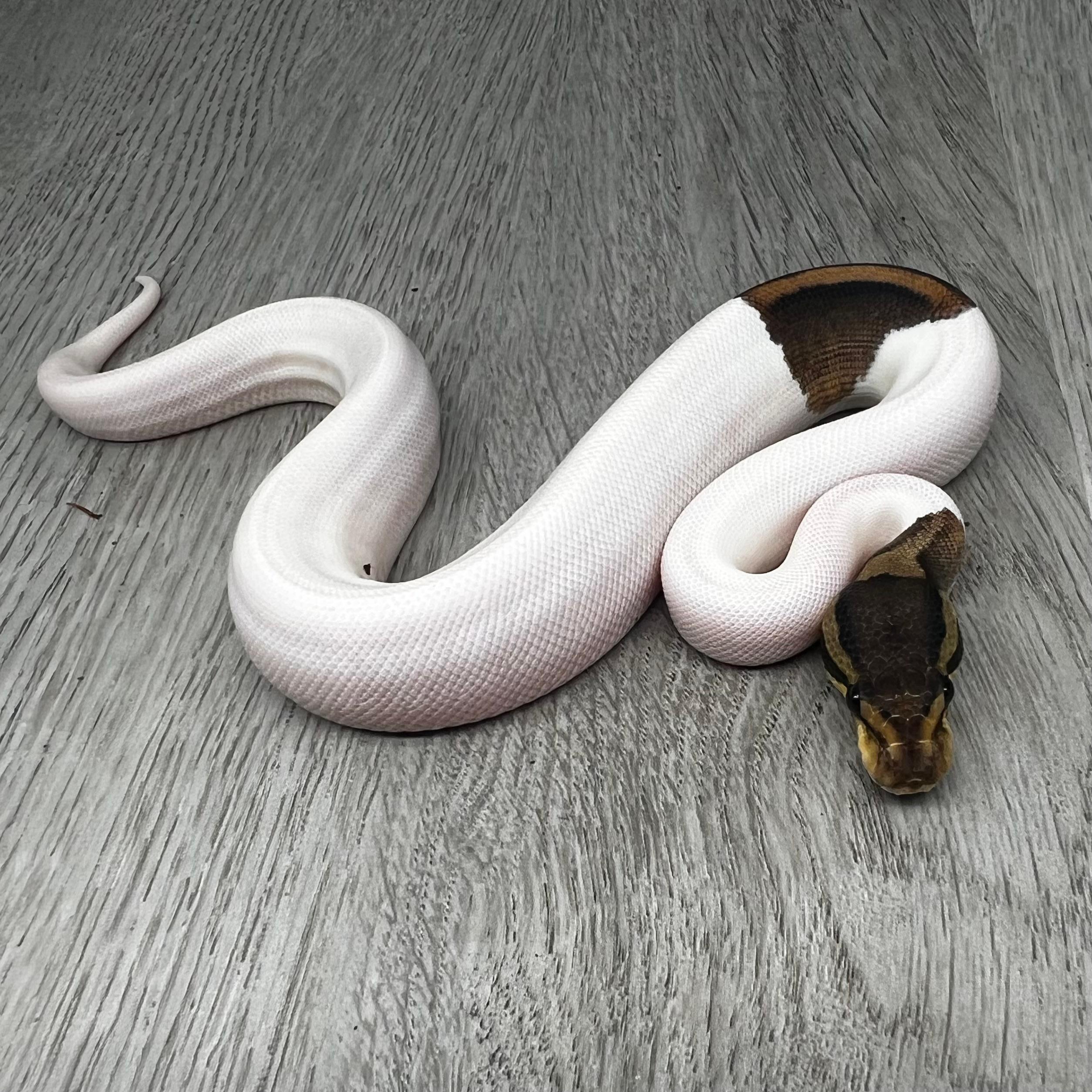 Black Pastel Pied het Clown pos YB