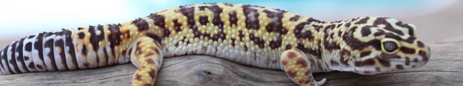 NXSgeckos cover