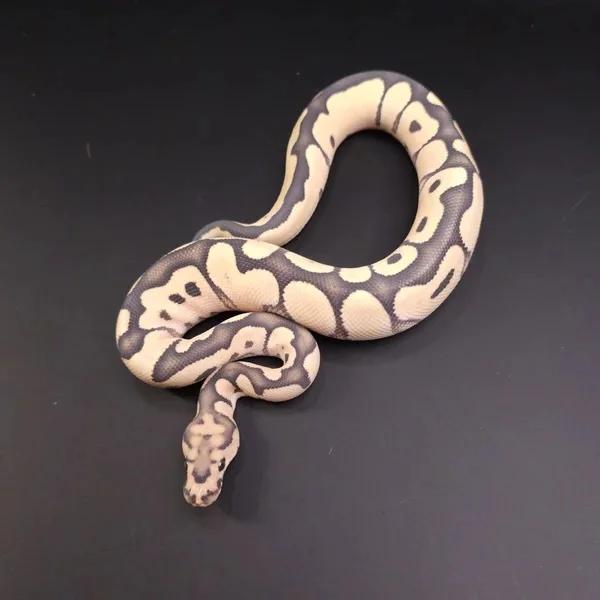 Enhancer Clown het G-Stripe