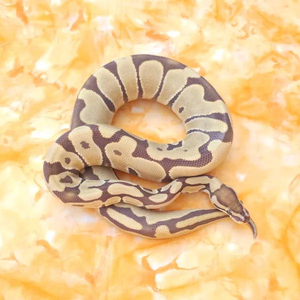Monarch het Clown