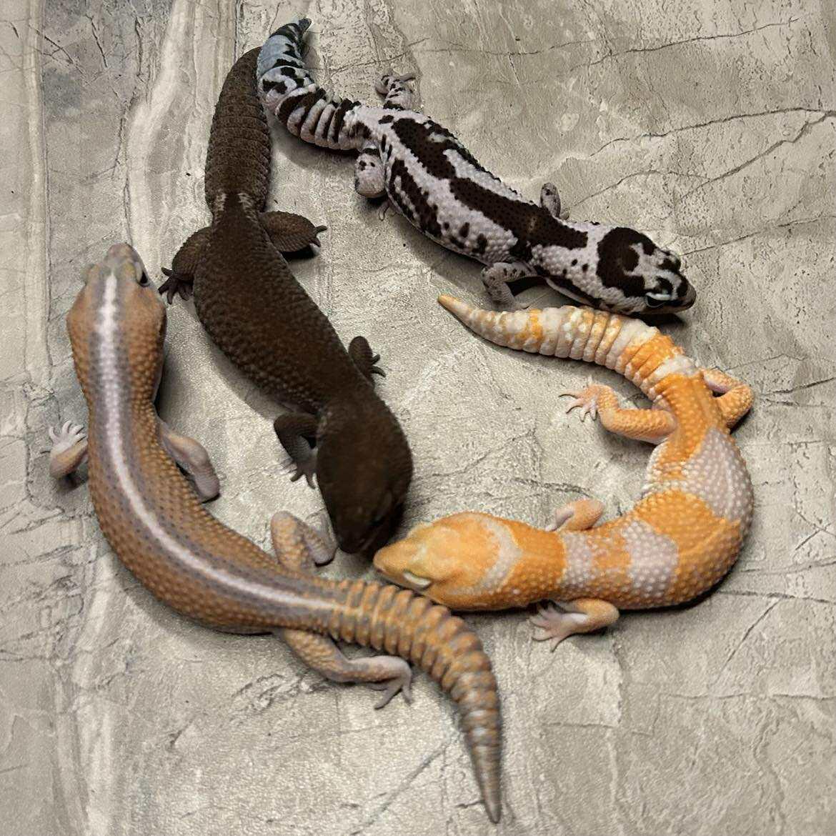 Leopard Gecko Care Guide