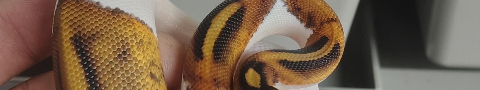 D's COILED CREATIONS cover
