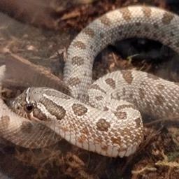 Crittertopia Exotics