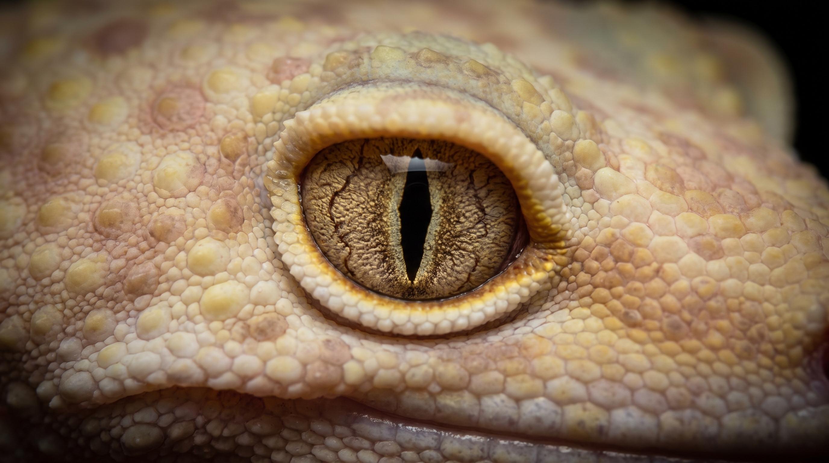 Adult Mack Snow leopard gecko resting on a keeper's open hand