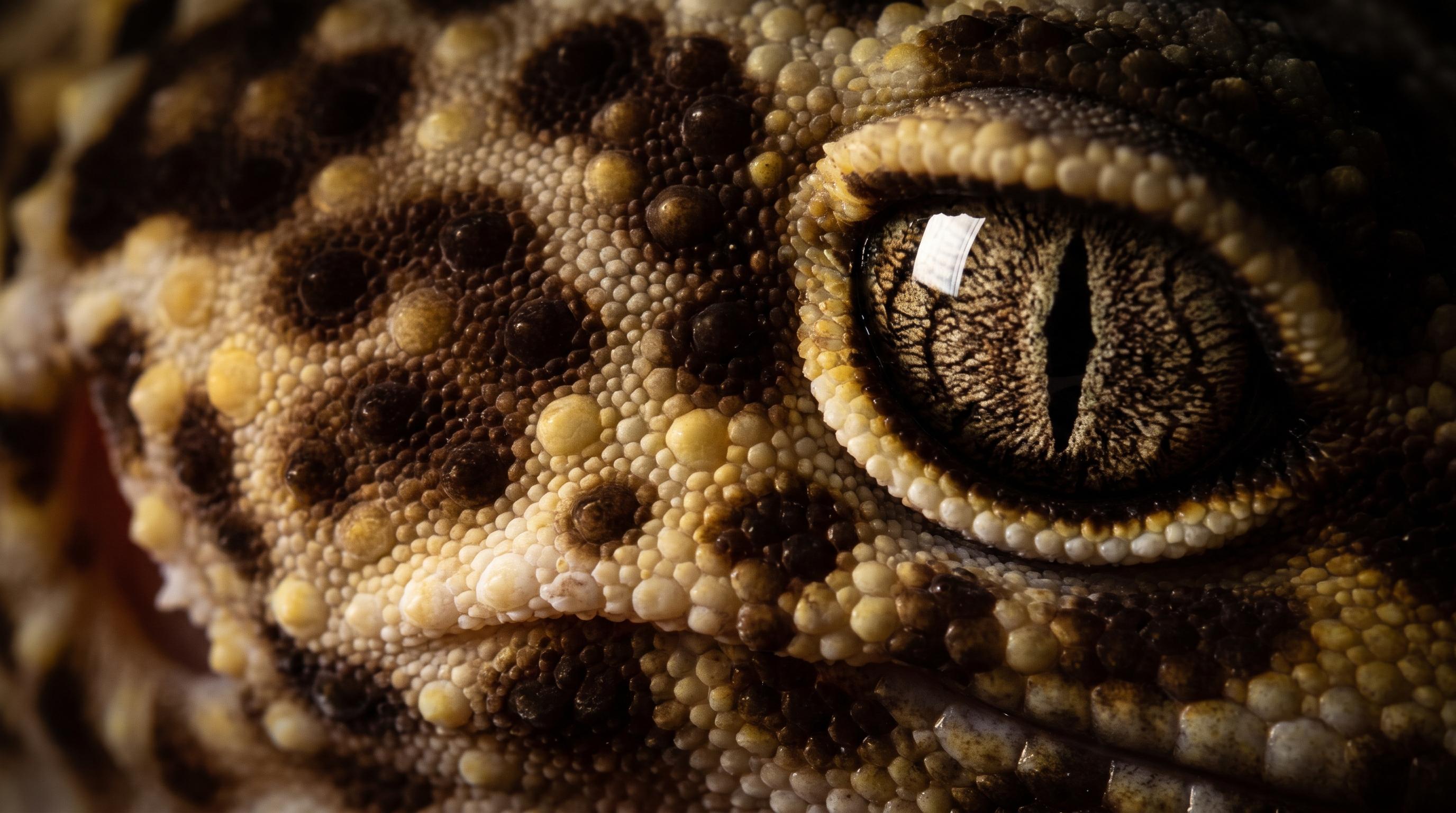 Adult Mack Snow leopard gecko resting on a keeper's open hand